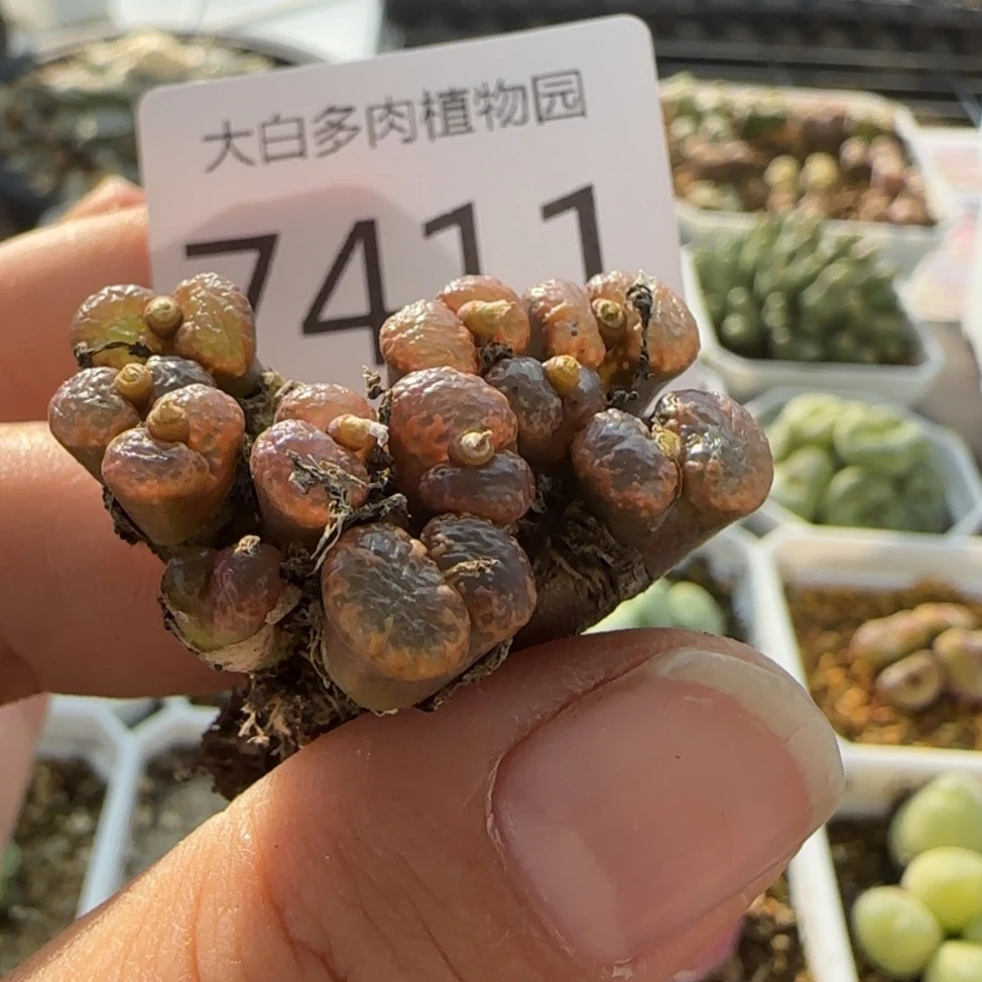 是***～7411 大白多肉植物园