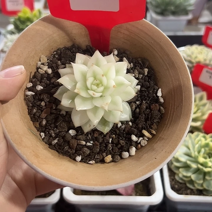 131号黑水晶宽宽多肉植物