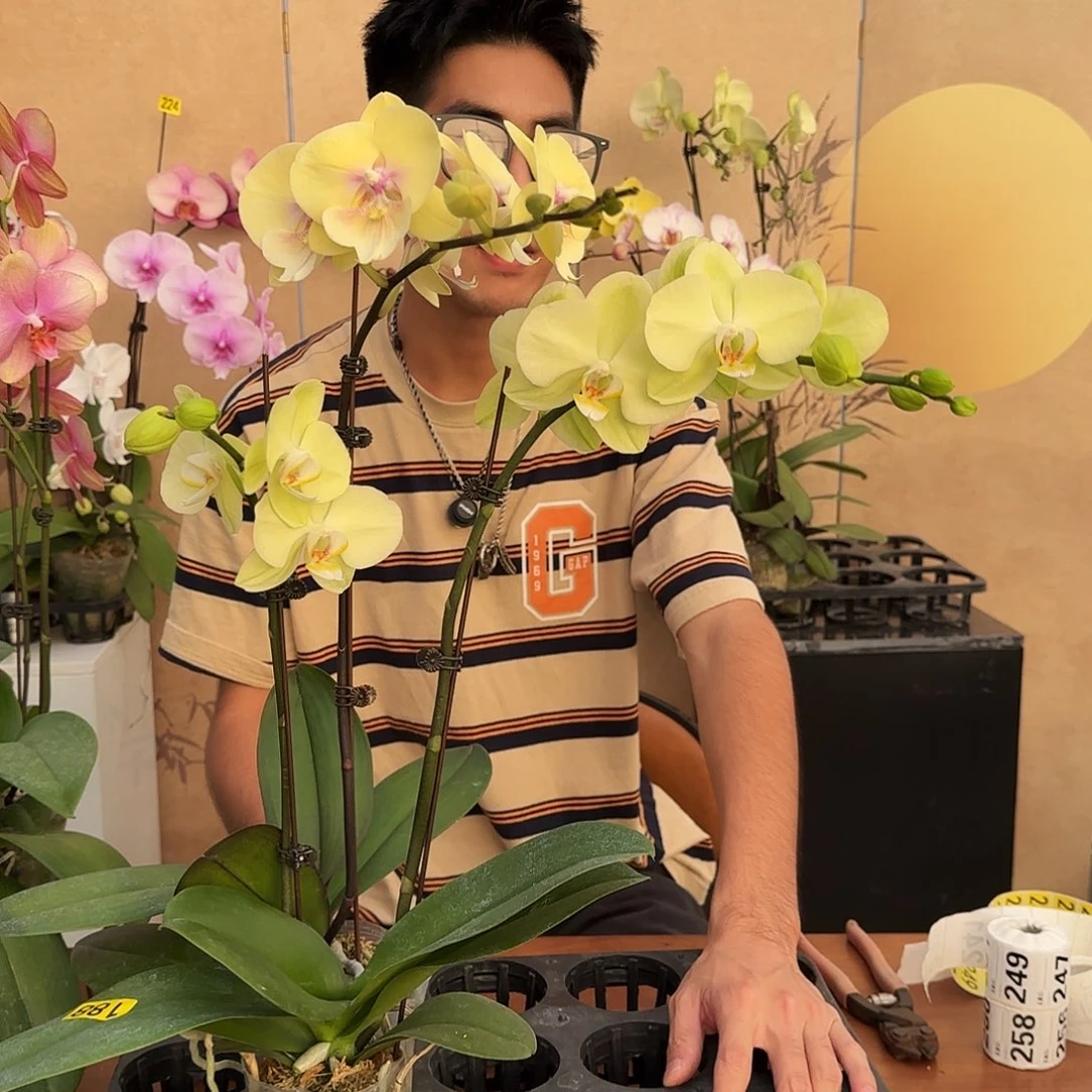 大部分开放少量花苞188/两颗组合