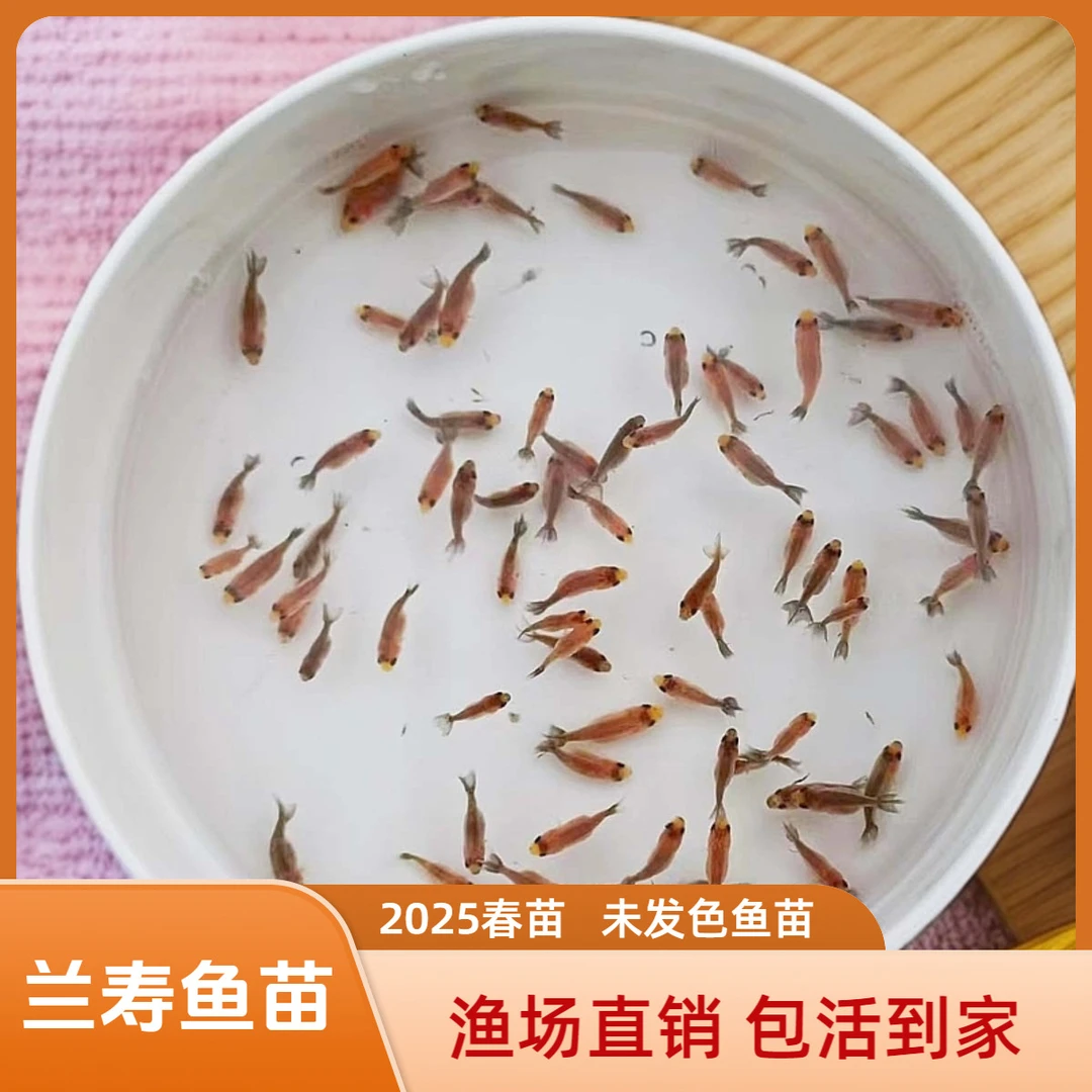 兰寿泰狮珍珠玛丽鱼苗冷水观赏鱼金鱼淡水鱼无开箱视频无售后