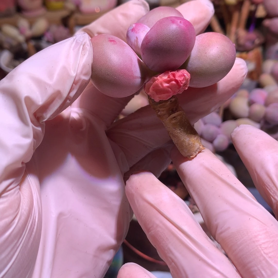 小屁桃奶酪多肉小屁桃