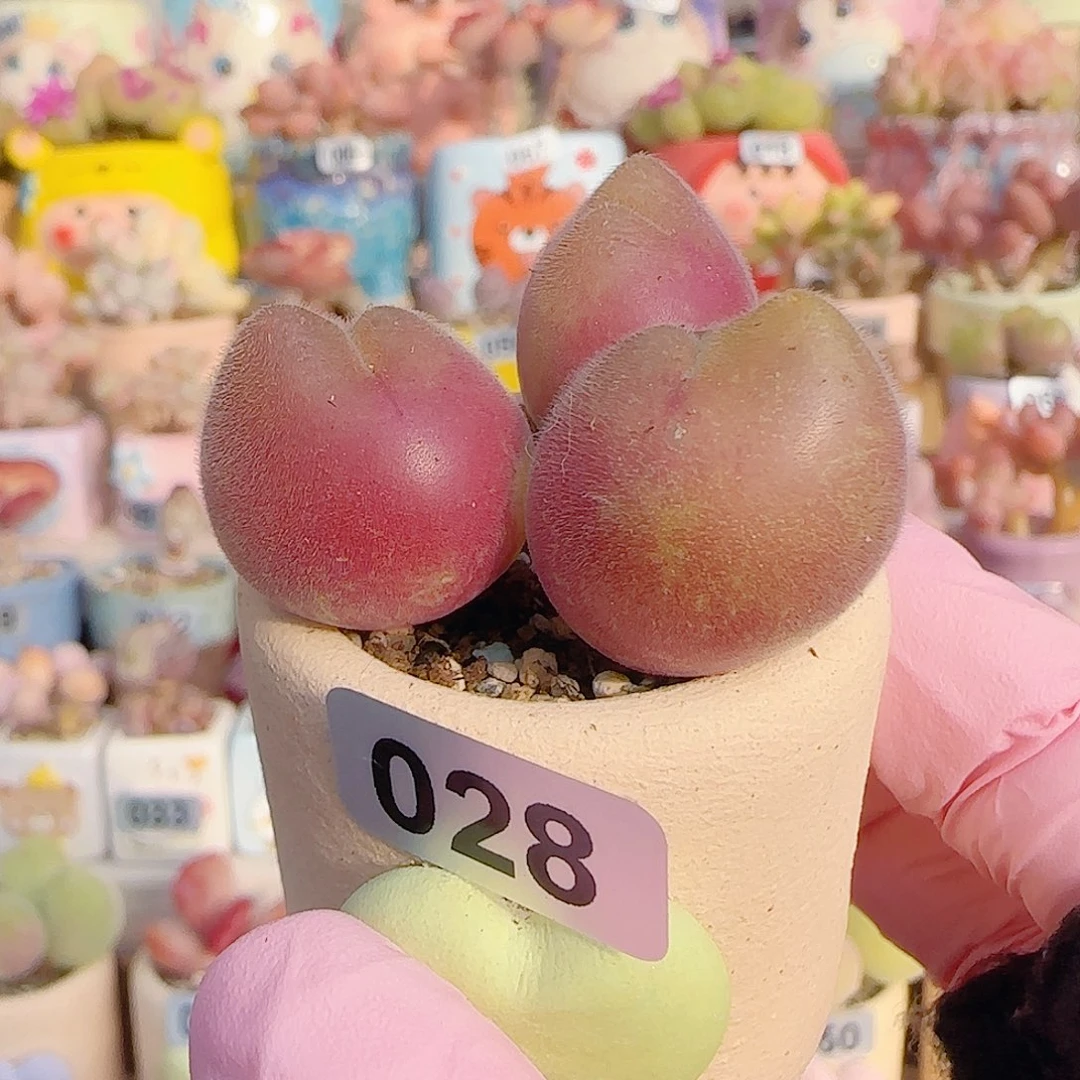 L 粉红胖毛翠 盆口3cm