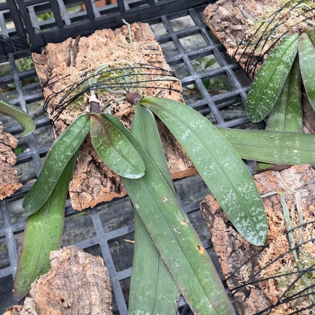 当前无花栽培后可以开花