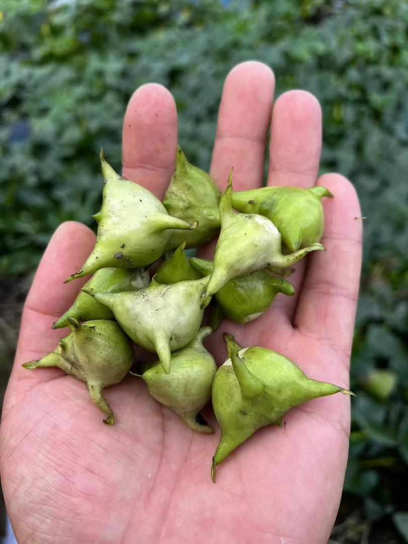 优选固始本地新鲜菱角现摘现发带壳生吃脆甜/熟吃软糯香甜