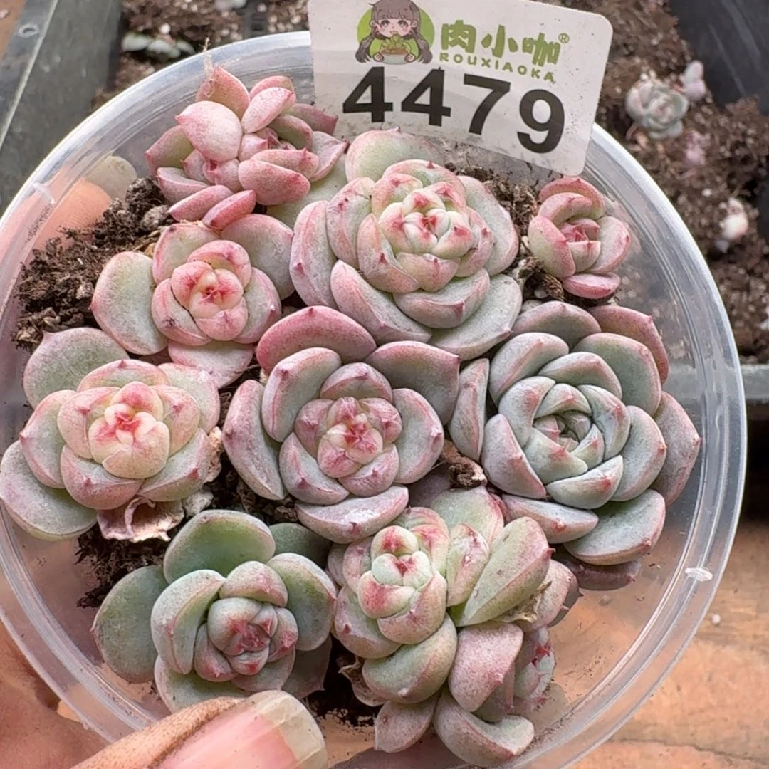 多肉植物多肉植物