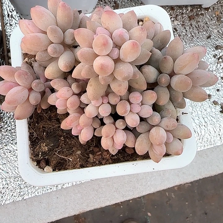 青蛙王子儿童牙膏111