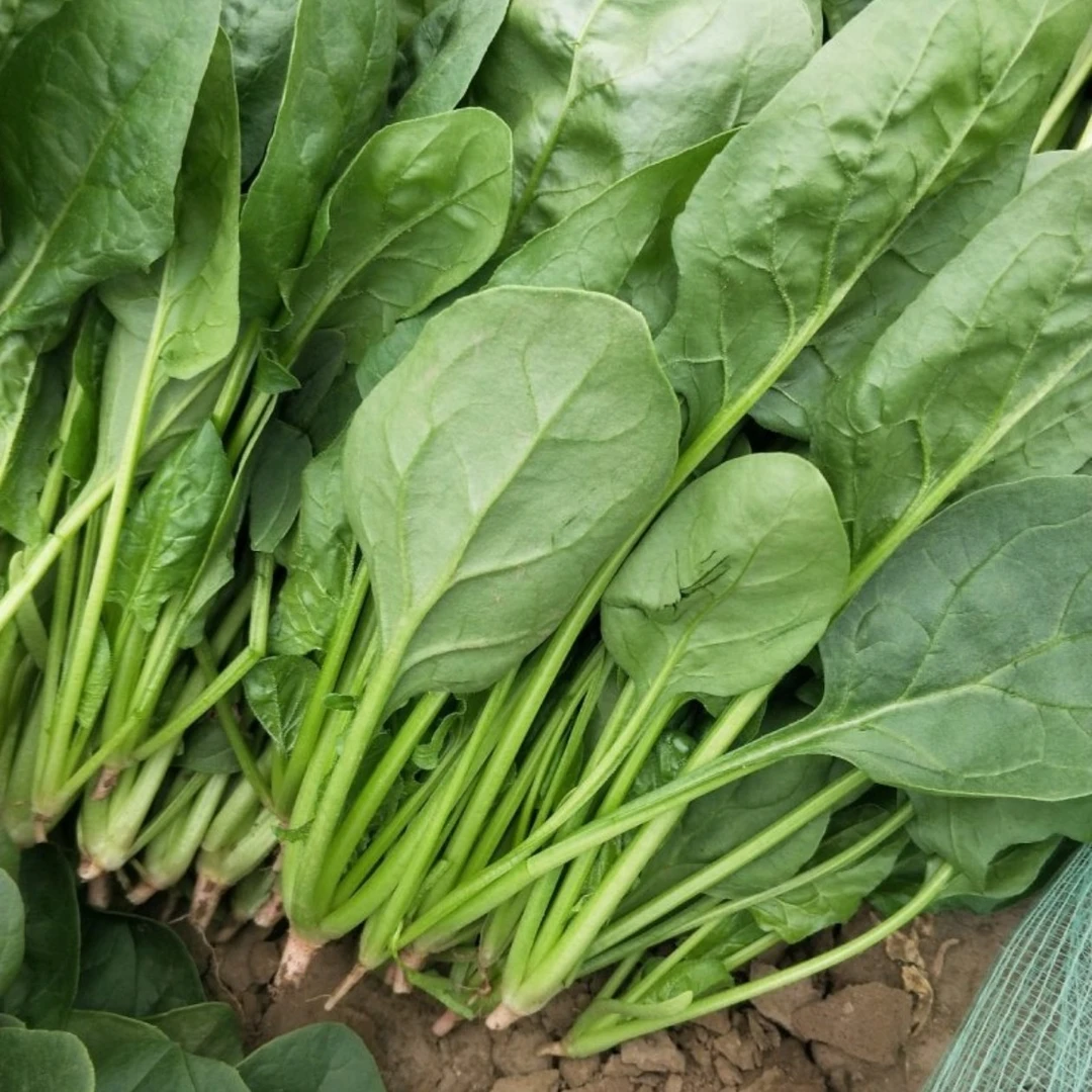 新鲜菠菜产地直销时令蔬菜火锅配菜3斤/5斤净重包邮