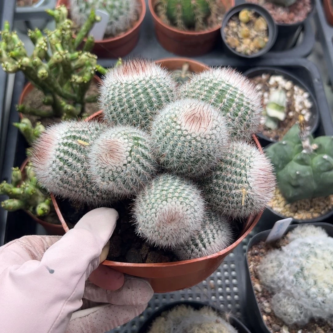 屿*097 满38包邮非偏远