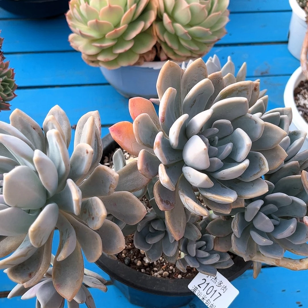 冬美人小群21017