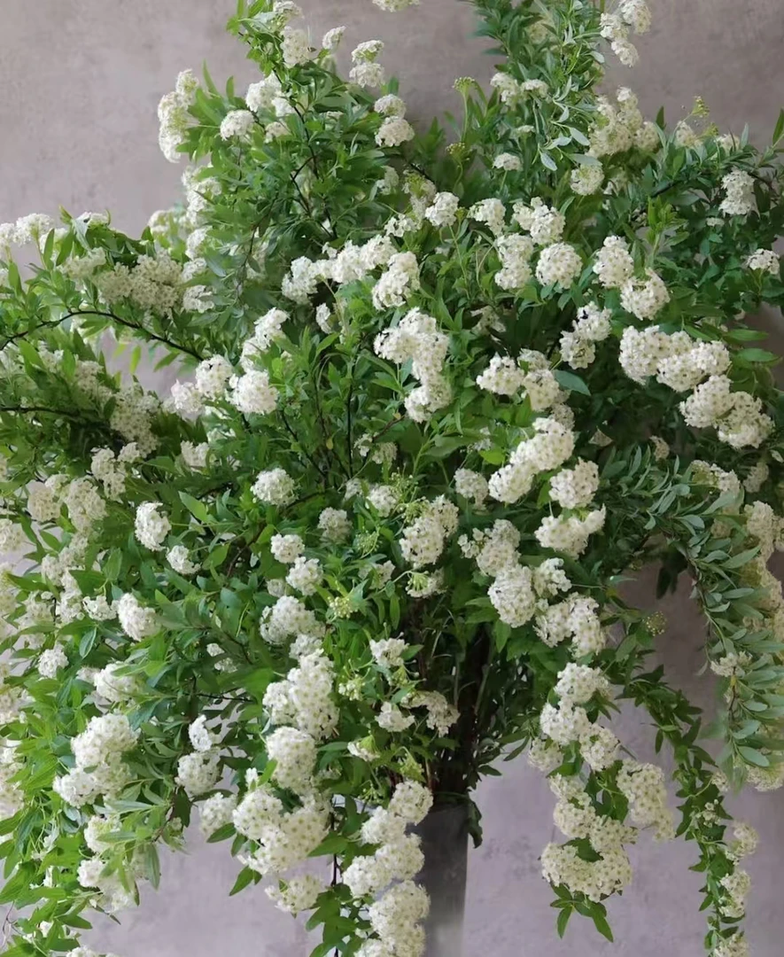 春季鲜切花小手球家庭插花