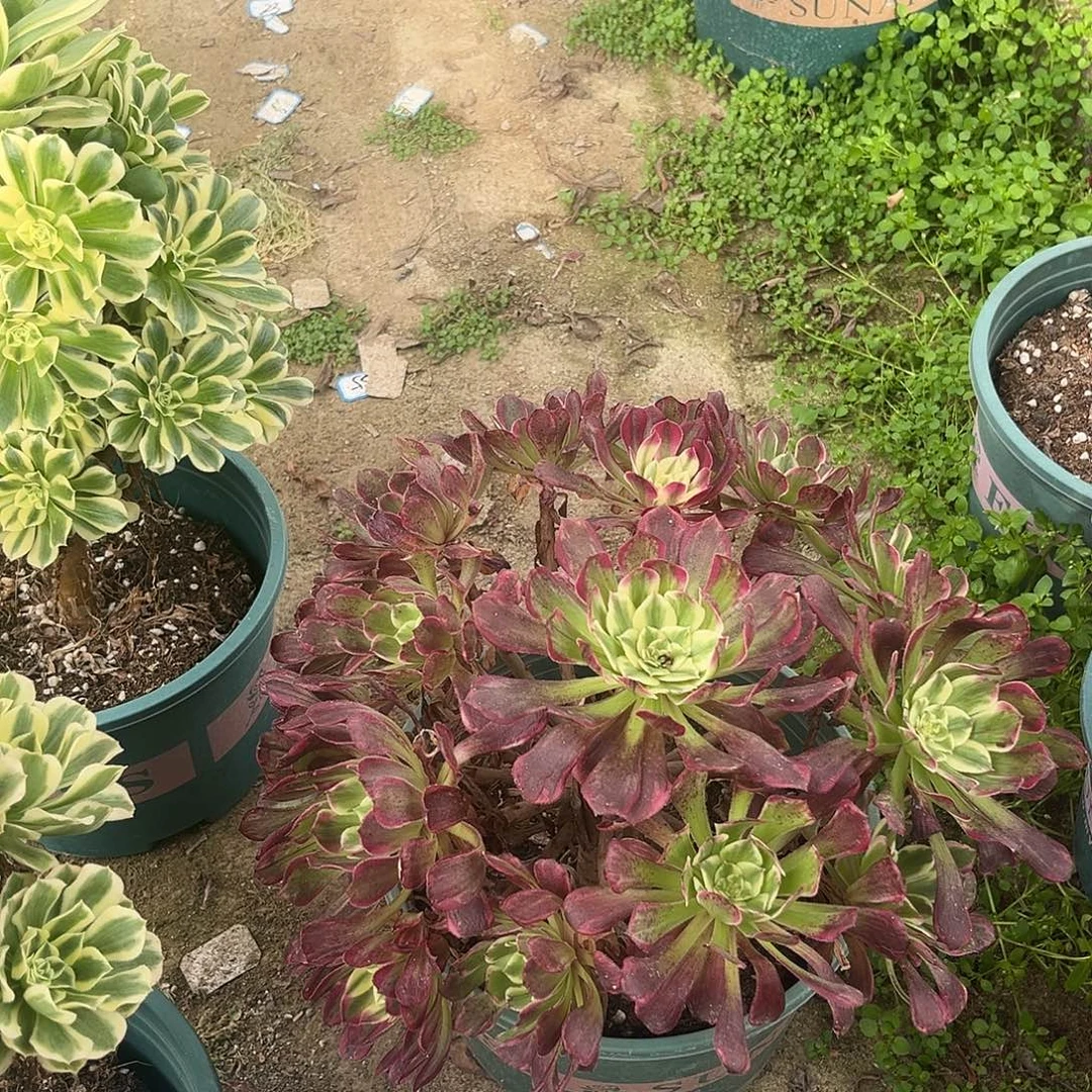 8水墨年华法师多肉植物