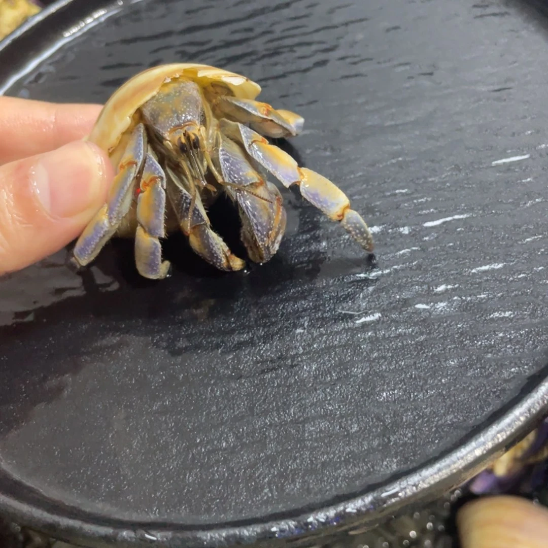 寄居蟹，寄居蟹，寄居蟹