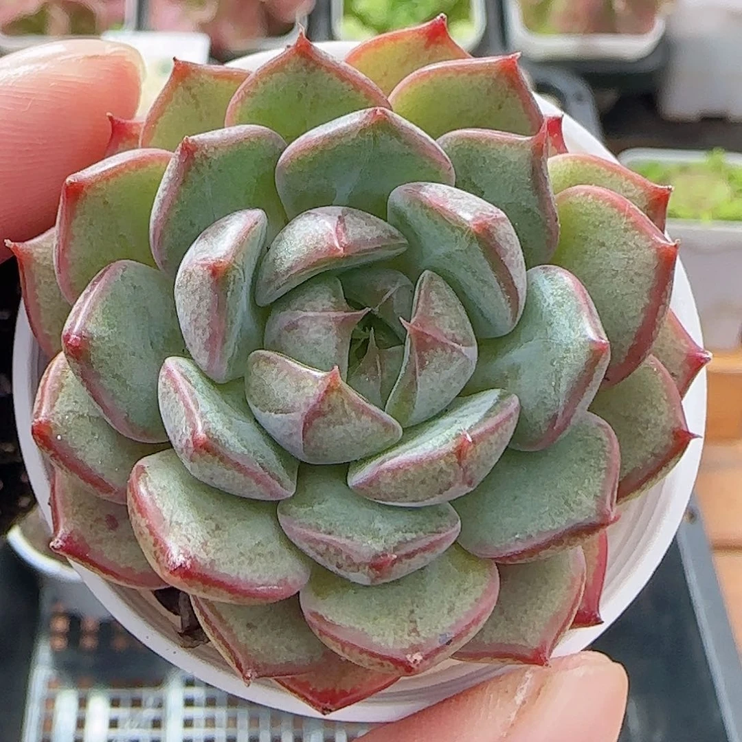 多肉0706-116福利福利