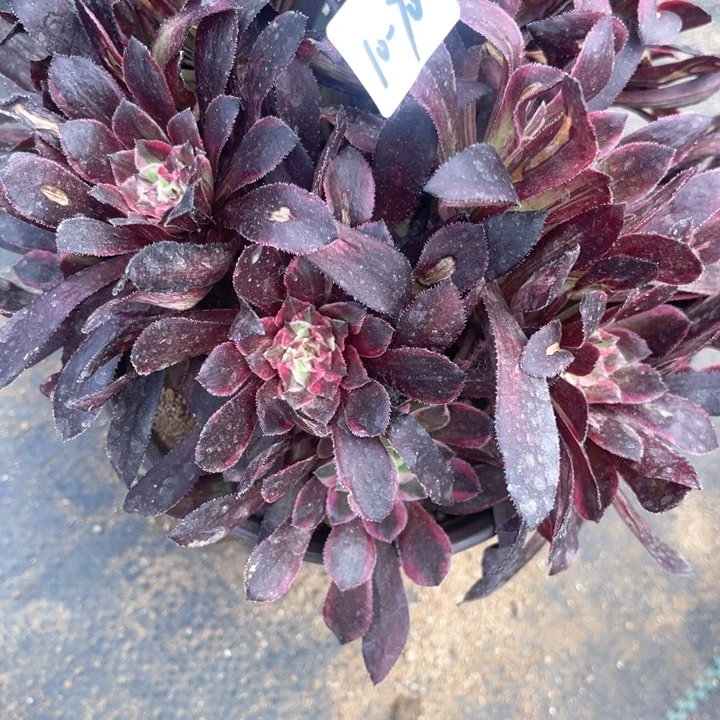 70桶花说多肉植物系