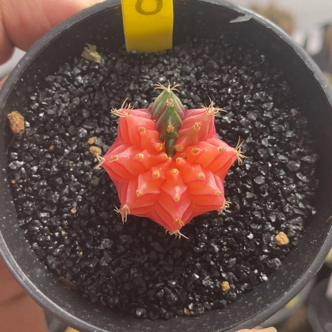 精品米哈—脱土发货38