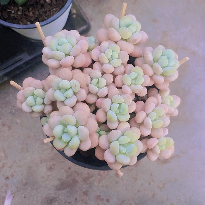 洛可可35一盆66464649799797