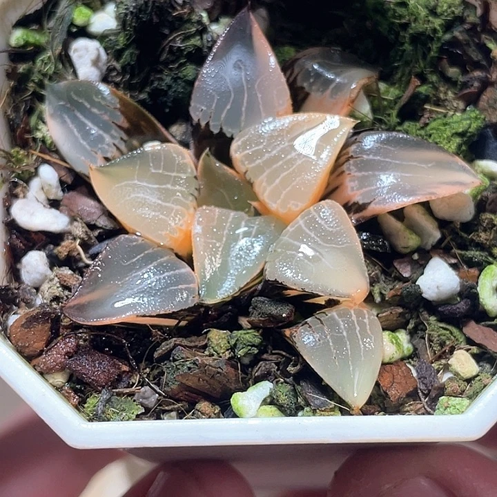 608花影锦特选福利