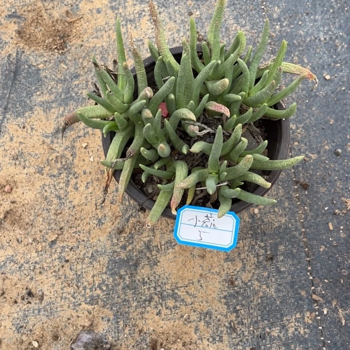 小***蕊奔龙多肉植物，，。，，，，