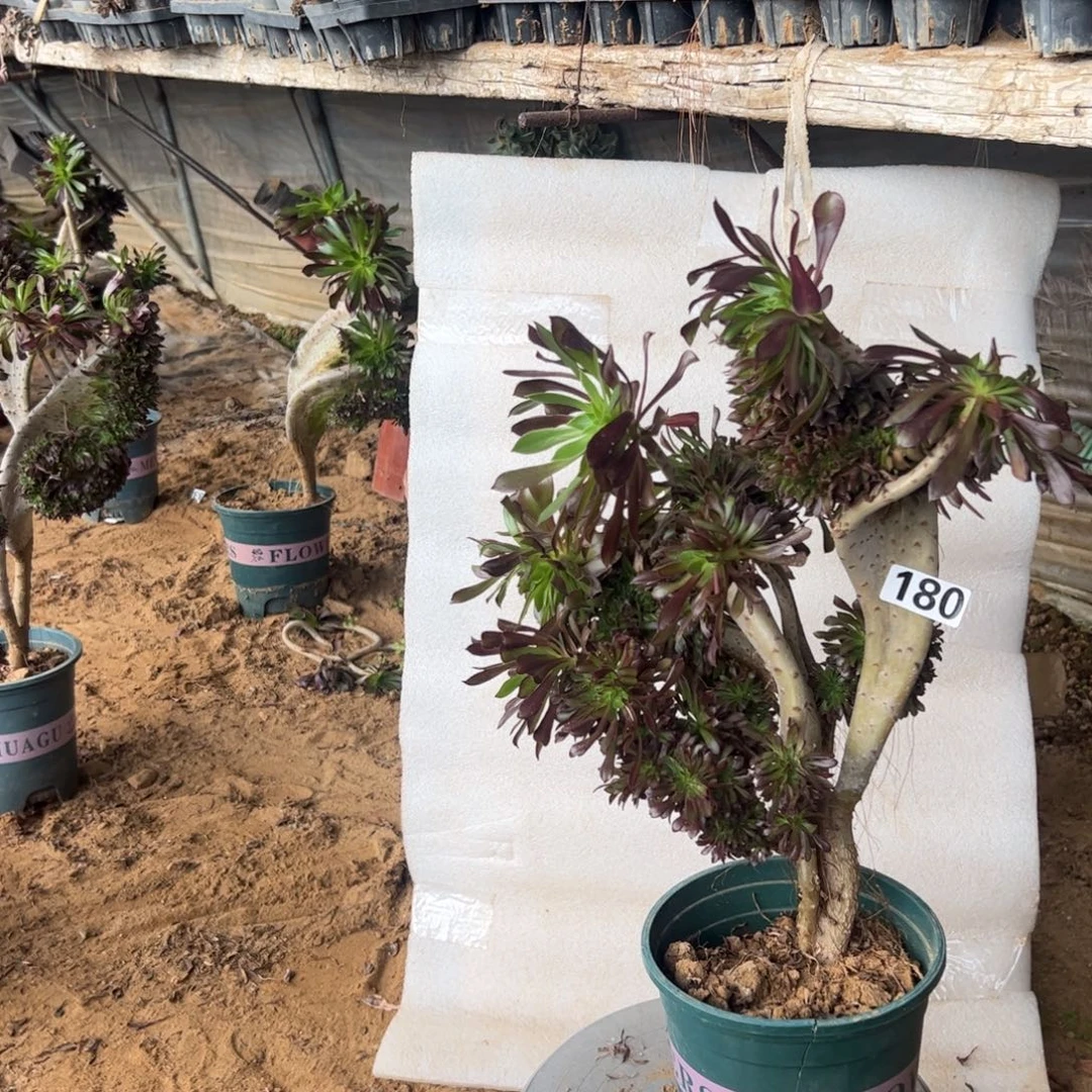 黑缀180高度38厘米