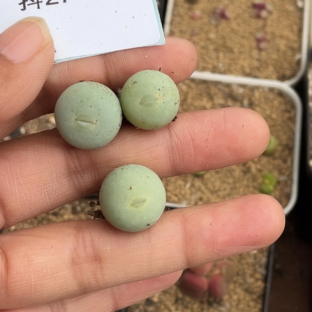 ?****?27-105肉锥多肉植物