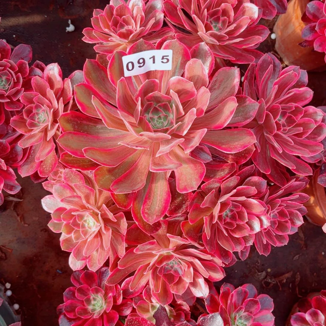 浣纱多肉发货发货