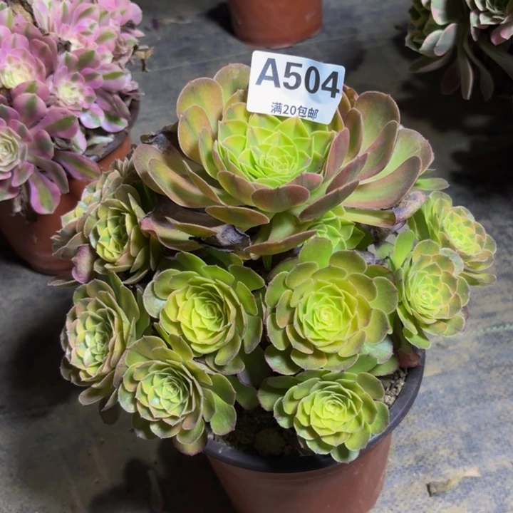 瑞妈多肉园艺，504