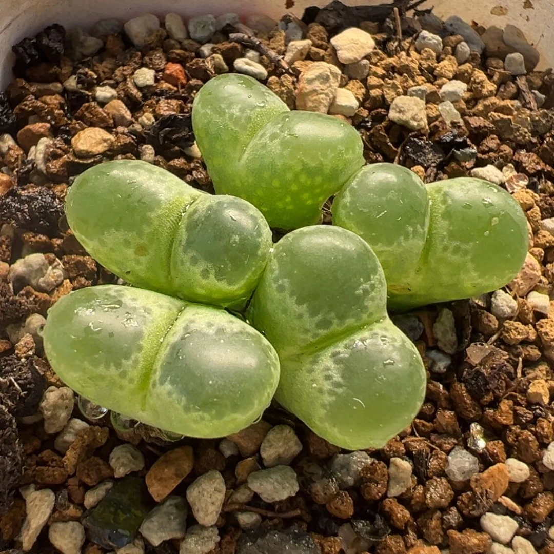 541多肉植物种类多样