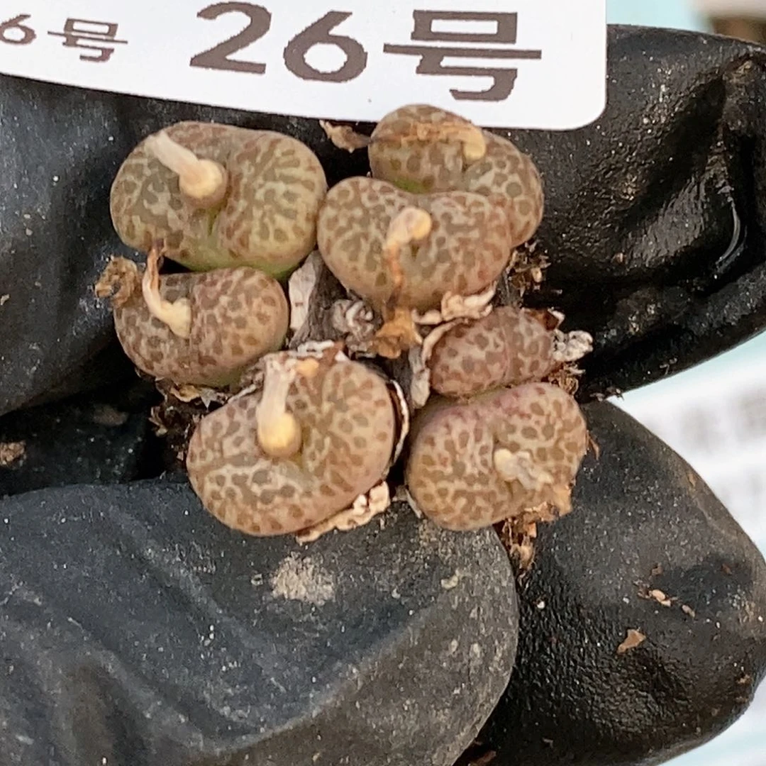 杜*果桃喜花园0116-26勋章