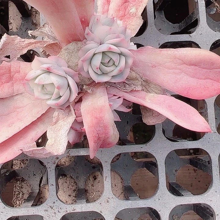 石**生多肉植物多肉植物