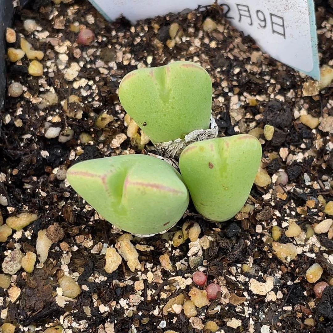 明*9-17将多肉植物