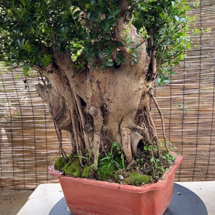无花朵用****6那些喜欢自己就像在
