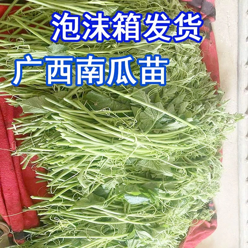 广西南瓜藤南瓜芽农家种植新鲜采摘蔬菜现发清炒煮汤清甜爽口