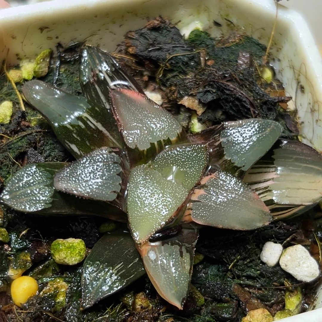 恭喜发财大吉大利0065