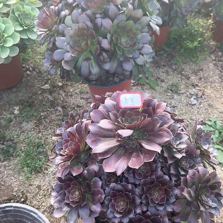 多肉植物荷兰5号不包损