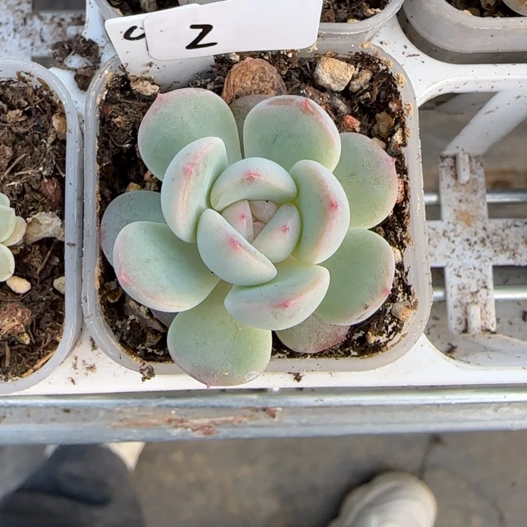 2开播福利财富密码4