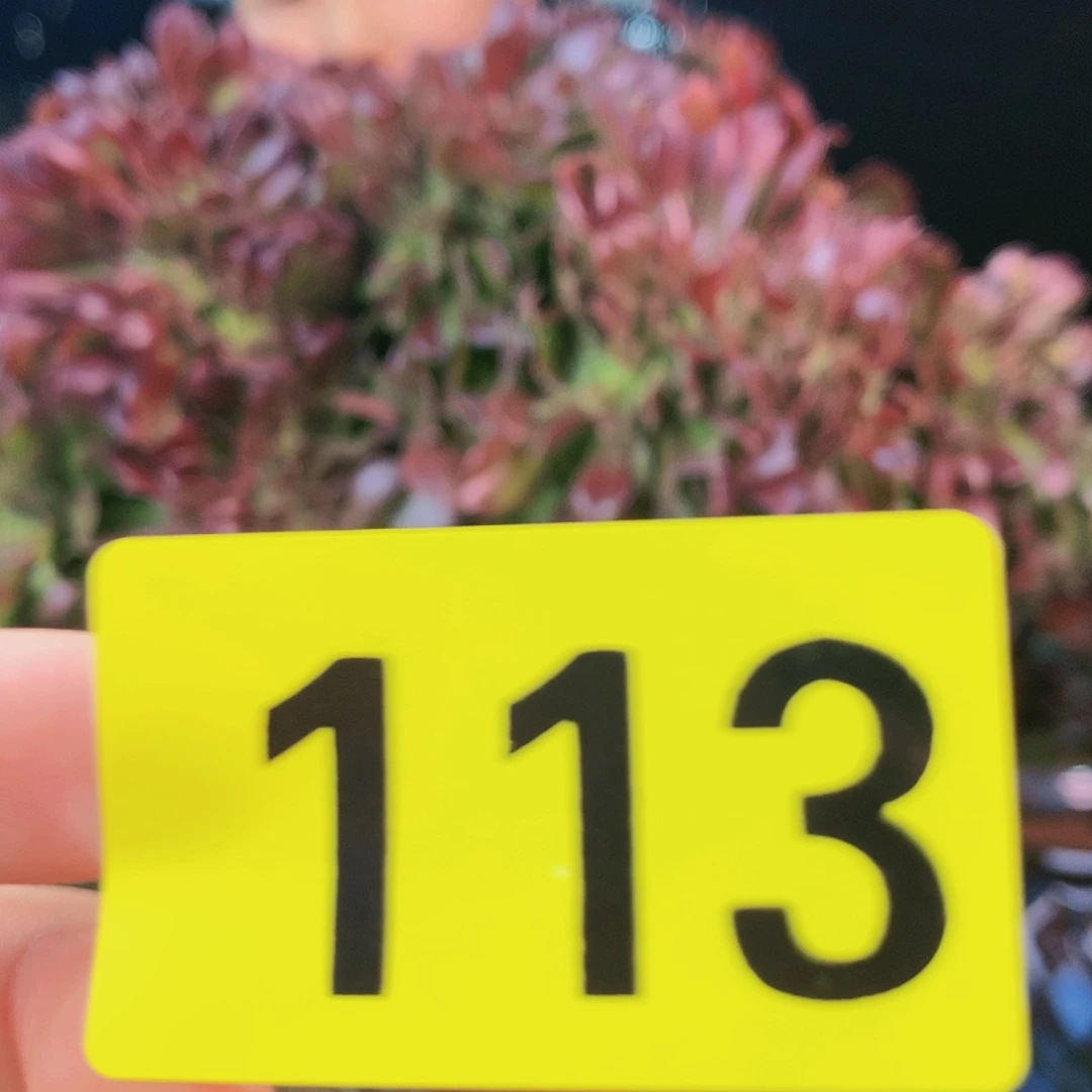 Ssssssssssssssssss 113