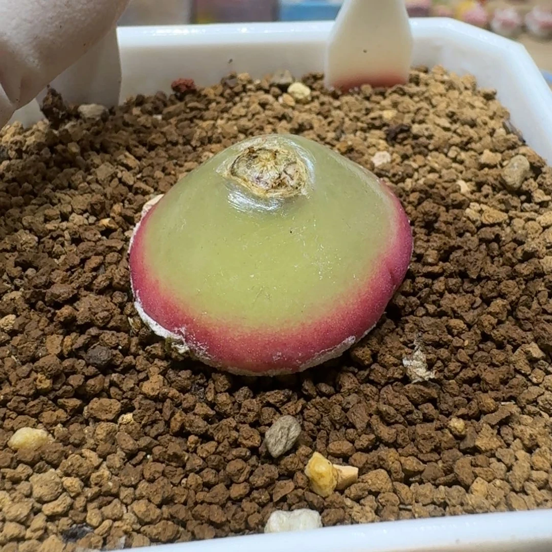 ?**单0205-11肉锥肉锥