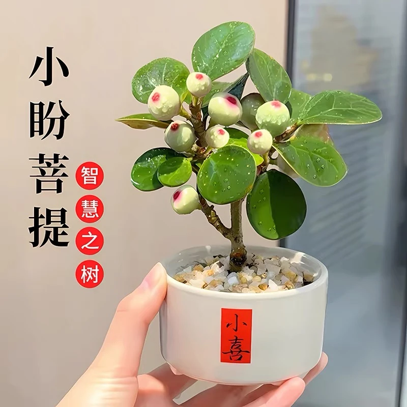 禅意菩提盆栽小盼菩提绿植盆栽带果子盆景菩提树中式桌面摆件好养