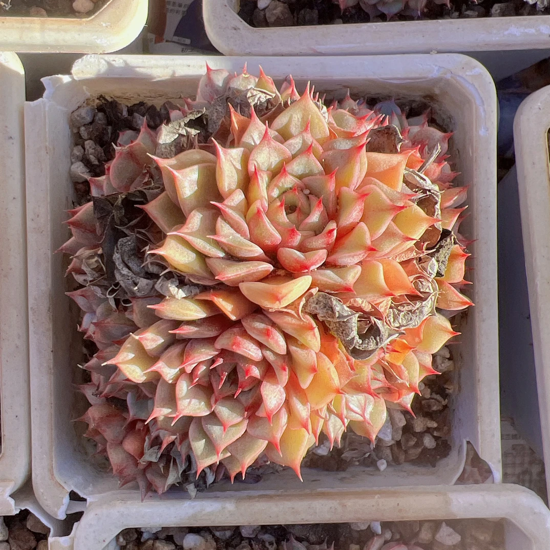 苯巴蒂斯锦群（9-12cm）脱土发货