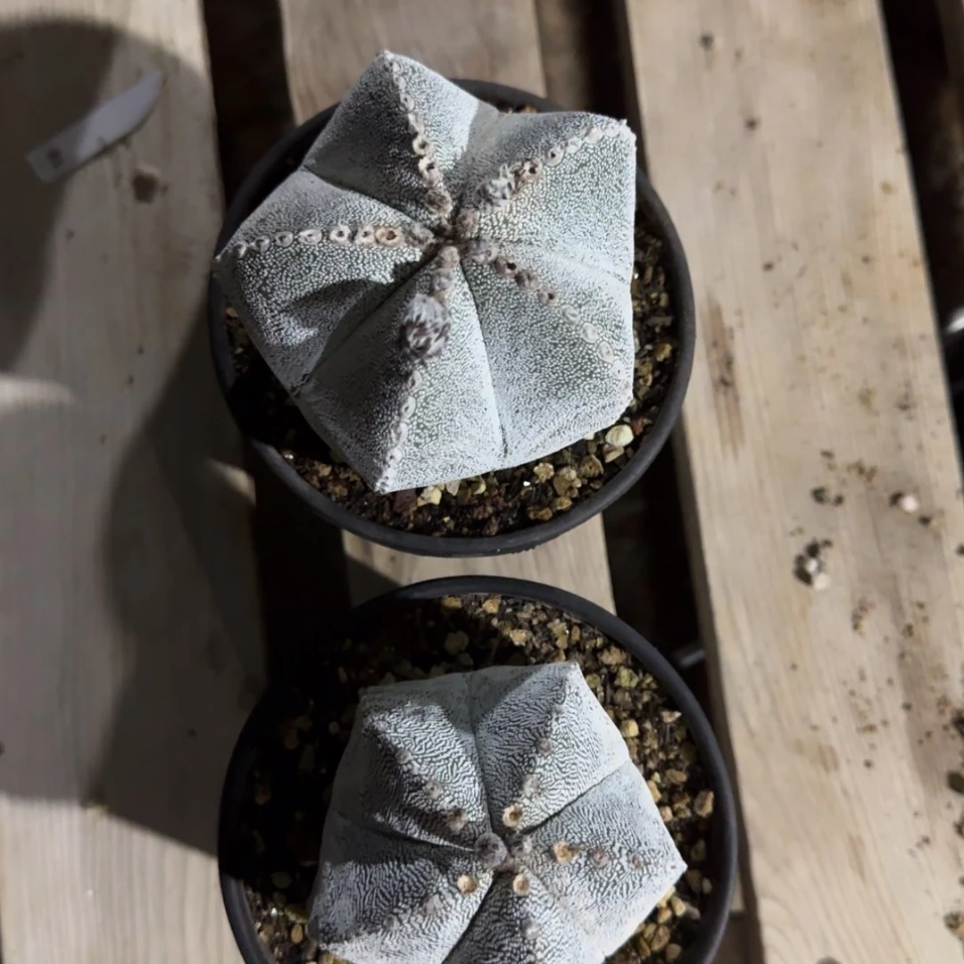 鸾凤玉一物一拍多肉