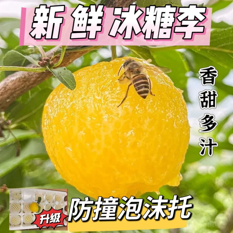 四川汉源高山新鲜现摘桃花李冰糖李应季水果软糯香甜