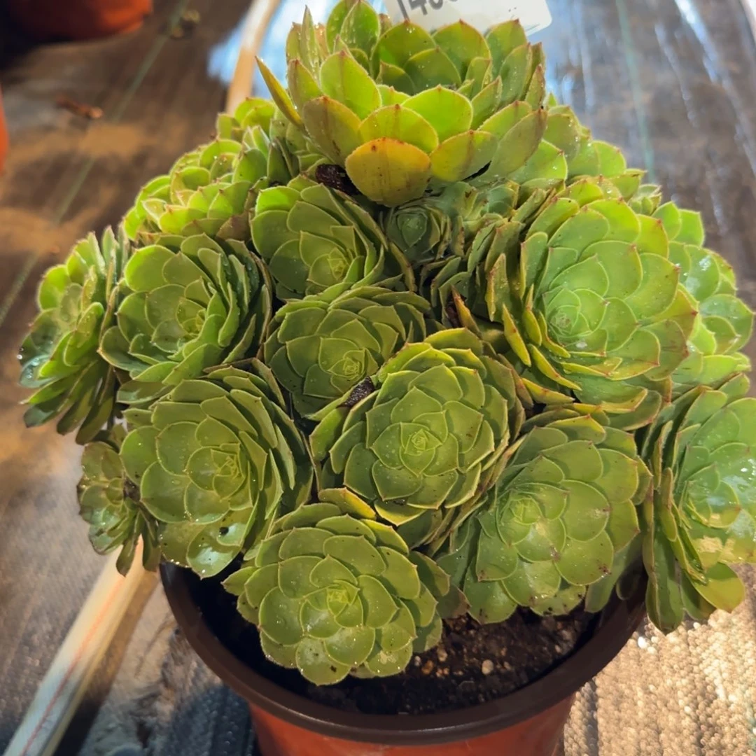 1495多肉万圣节多肉