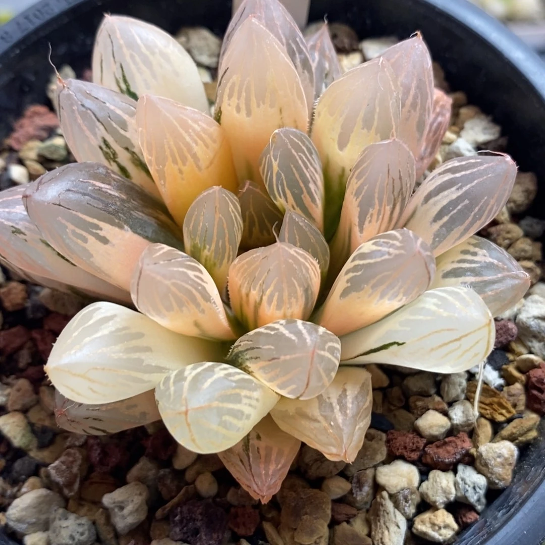 131糊斑胭脂玉露锦