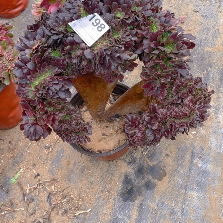 多肉欧紫缀化198