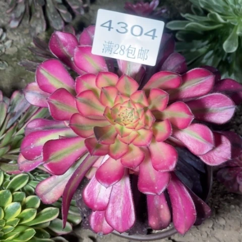 桐花多肉多肉4304