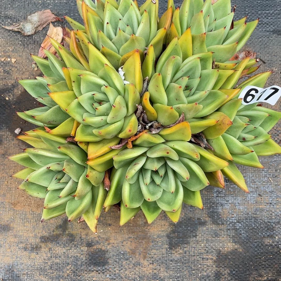 若如东云组拍617