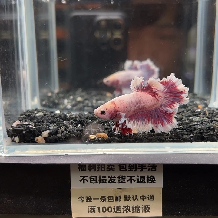 斗鱼竞拍跑单拉黑26日40
