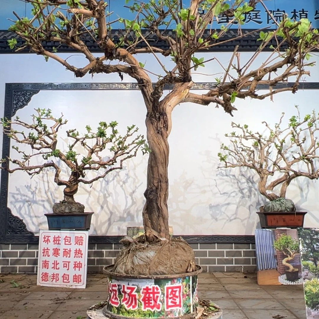 无花朵金银花开花12699565599