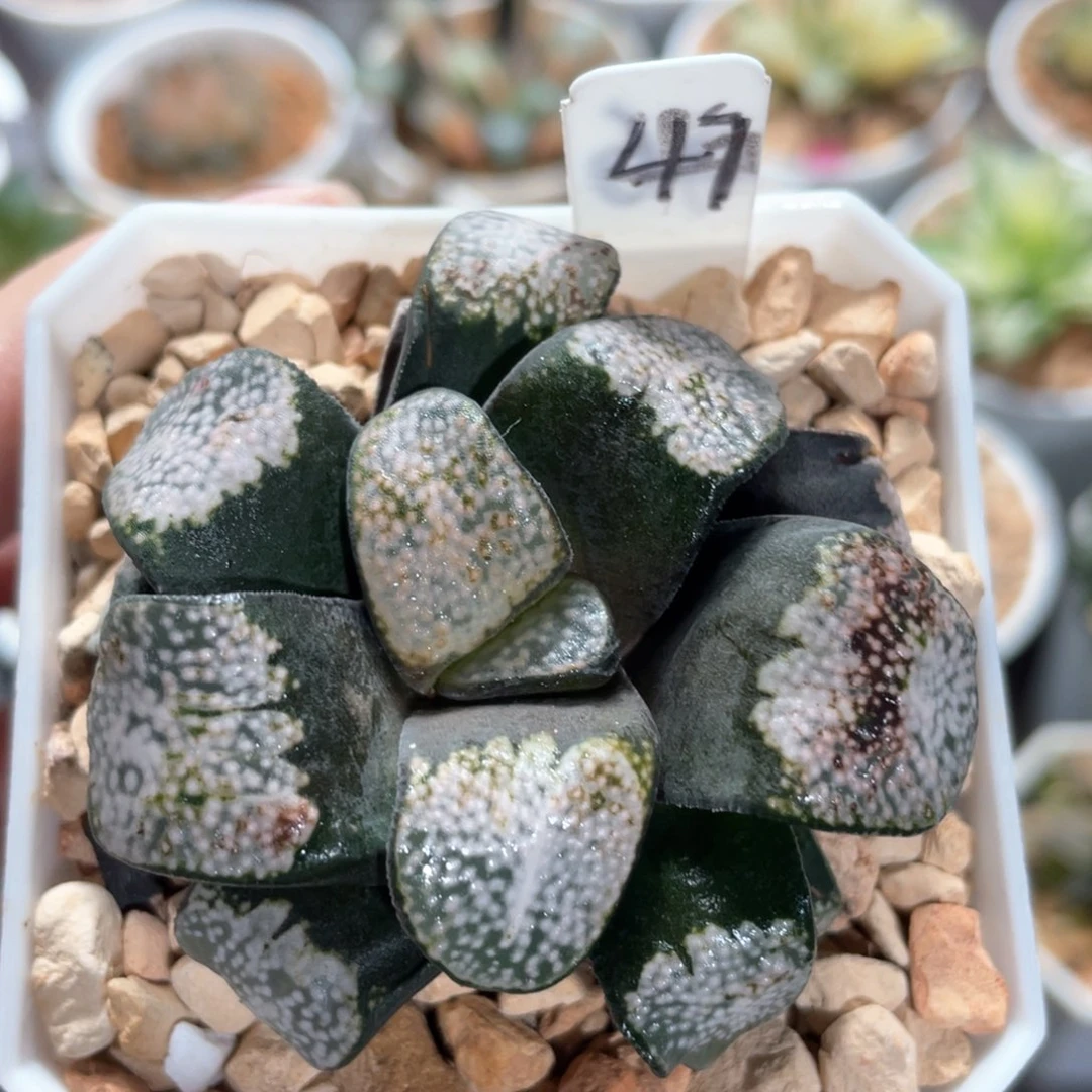 47点点寿。