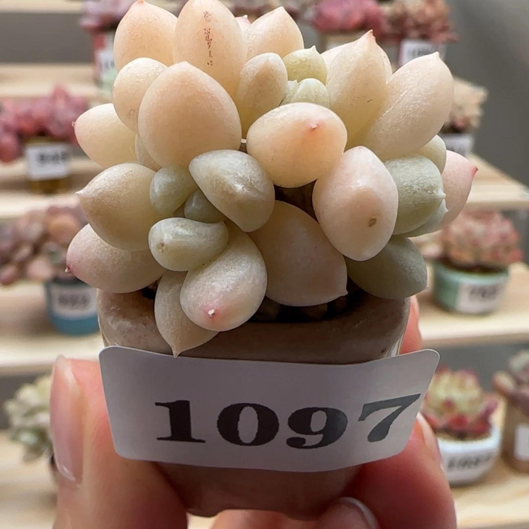 1097阮琴满38包邮（除新疆 西藏 内蒙）